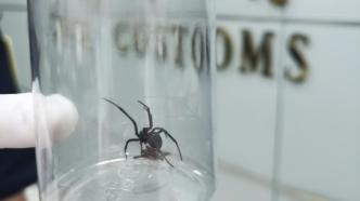 厦门海关截获一只活体黑寡妇蜘蛛，毒性比响尾蛇要强十倍以上