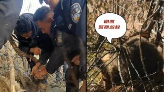 “熊二”被围栏铁丝困住，森林警察施救放归自然