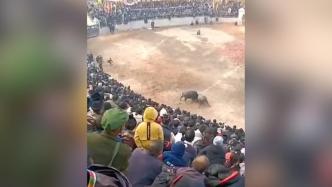 贵州农村举办斗牛比赛引数万人围观，村民：友谊赛，无奖励