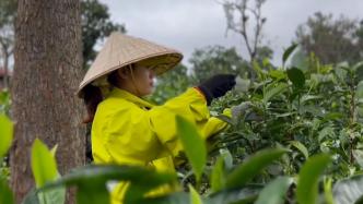 进博会｜千年老挝古树茶，搭上中国高质量发展快车