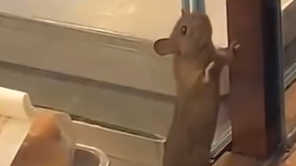 杭州一门店柜台前出现老鼠，“鲍师傅”发文致歉称为“异物”