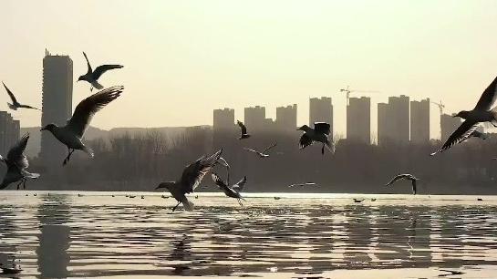 瞰见｜汉江湿地飞鸟游弋