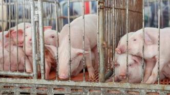 猪价攀升，10月五大上市猪企3家生猪销售收入同比涨逾110%