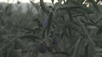 高温干旱致西班牙油橄榄大幅减产，重创橄榄油市场