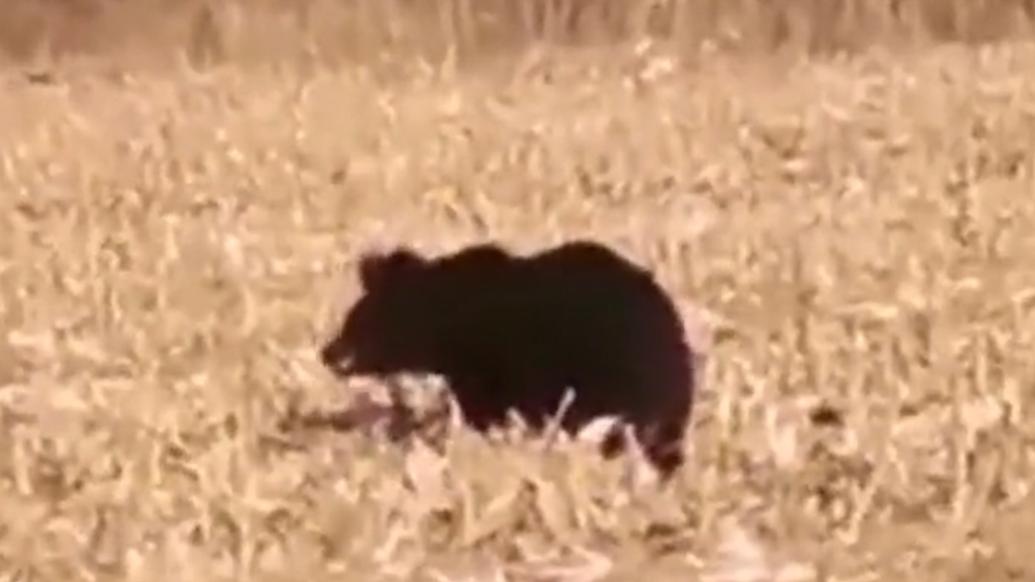 熊出没！村民玉米地发现约300斤野生大黑熊