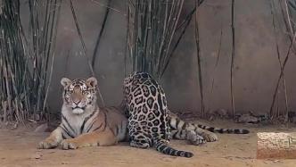 湖州一动物园“打工豹”卖力给老虎按摩，专家：或将老虎当成妈妈