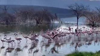 湿地之美丨肯尼亚博戈里亚湖国家保护区