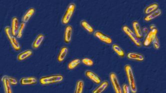 新研究：生物工程新方法阻断部分基因功能，治疗艰难梭菌感染