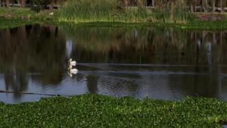 湿地之美丨墨西哥水乡霍奇米尔科