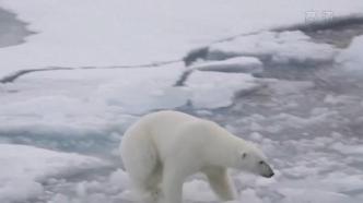 挪威冰川融化加速，北极熊捕食将消耗更多能量