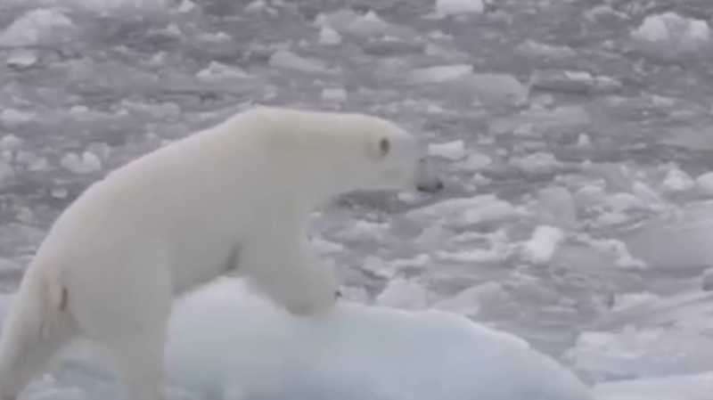 全球气候变暖导致冰川消融，北极熊家园遭到威胁