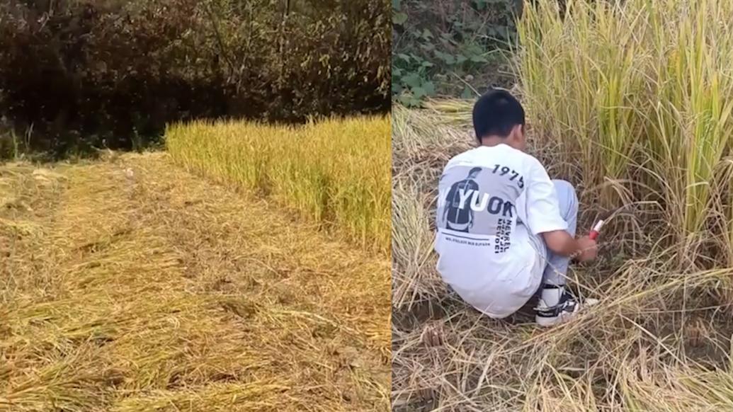 侄子不讀書叔叔讓他割水稻：讓他體驗下生活