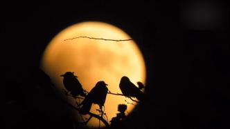月朦胧 鸟朦胧：鸟儿观看红月亮“邂逅”天王星