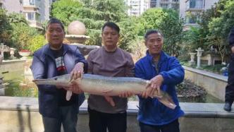 上海爷叔在小区发现1.2米长鳄雀鳝，奋战5小时将其抓获