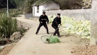 小香猪出逃偷吃农家庄稼，民警拿出大网“捉拿”
