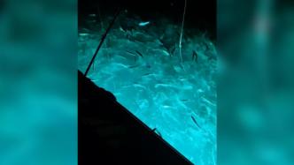 男子海钓灯光引大量海鲫鱼，网友：这时候还用竿太不尊重鱼了