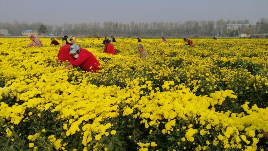 河南太康：百畝菊花采摘忙，村民在家門口“上班”掙錢