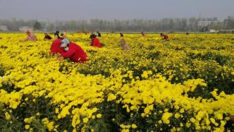 河南太康：百畝菊花采摘忙，村民在家門口“上班”掙錢