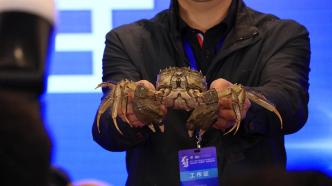 全国河蟹“奥斯卡奖”揭晓：因为太热，蟹王蟹后比去年轻了些