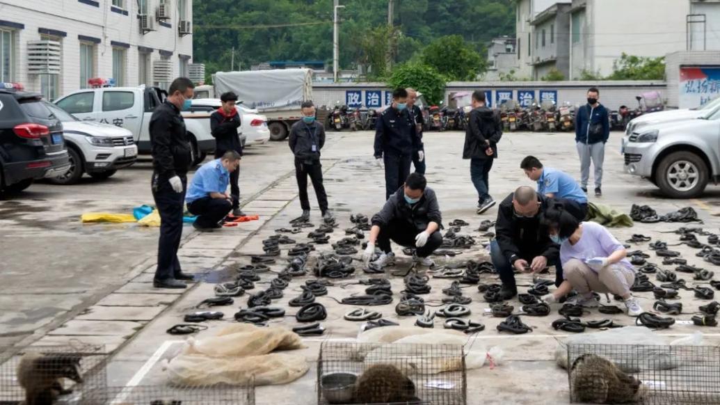 泸州警方破获一起危害野生动物案件，有冰柜内藏300余条蛇