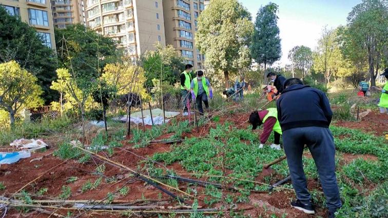 昆明六千平米公共綠化帶開荒種菜，街道：已清理整治