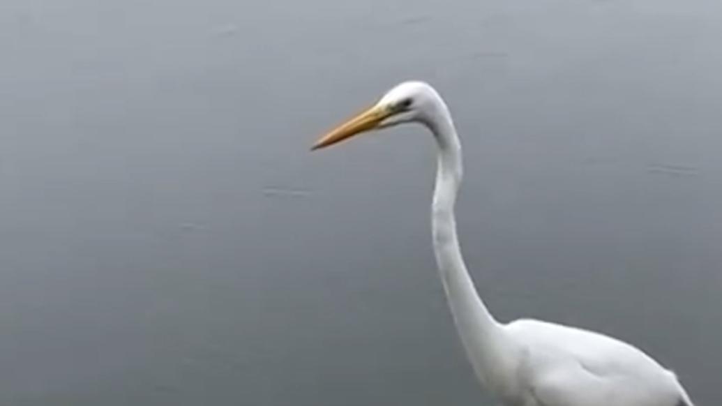 白鹭飞到咸阳湖边捉鱼觅食