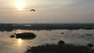 江苏金湖：高邮湖湿地迎来大批珍禽候鸟