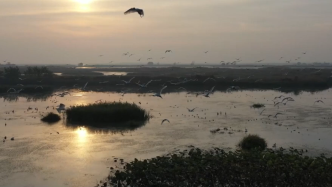 江苏金湖：高邮湖湿地迎来大批珍禽候鸟