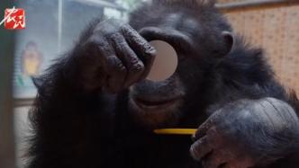 黑猩猩对镜梳头不忘打点“口水摩丝”