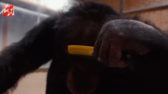 看我不帅翻你们，黑猩猩给自己梳头做发型