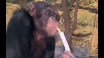 济南黑猩猩爱吃大葱，网友戏称“山东猩”