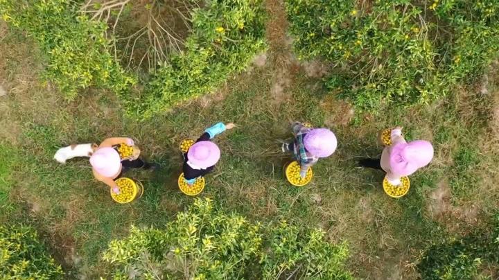廣西融安金桔采摘忙，預計總產量22萬噸