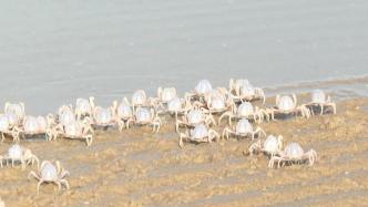 广东阳江：阳西滩涂，沙蟹成群
