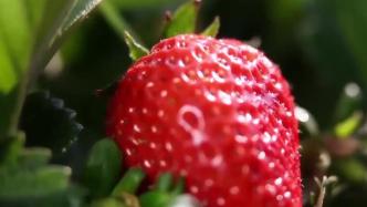 初冬临，草莓香：山东临沂万亩草莓丰收