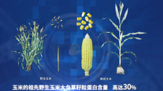 中國科學家成功克隆野生玉米變異基因，可有效提高玉米蛋白含量