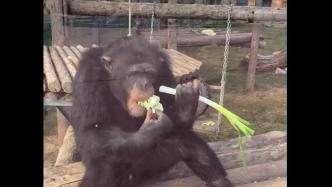 黑猩猩爱吃大葱，网友戏称“山东猩”