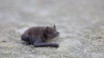 《自然》最新论文：蝙蝠生境变化或促使人畜共患病毒出现
