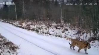 伊春丰林县发现东北虎，在雪路上漫步