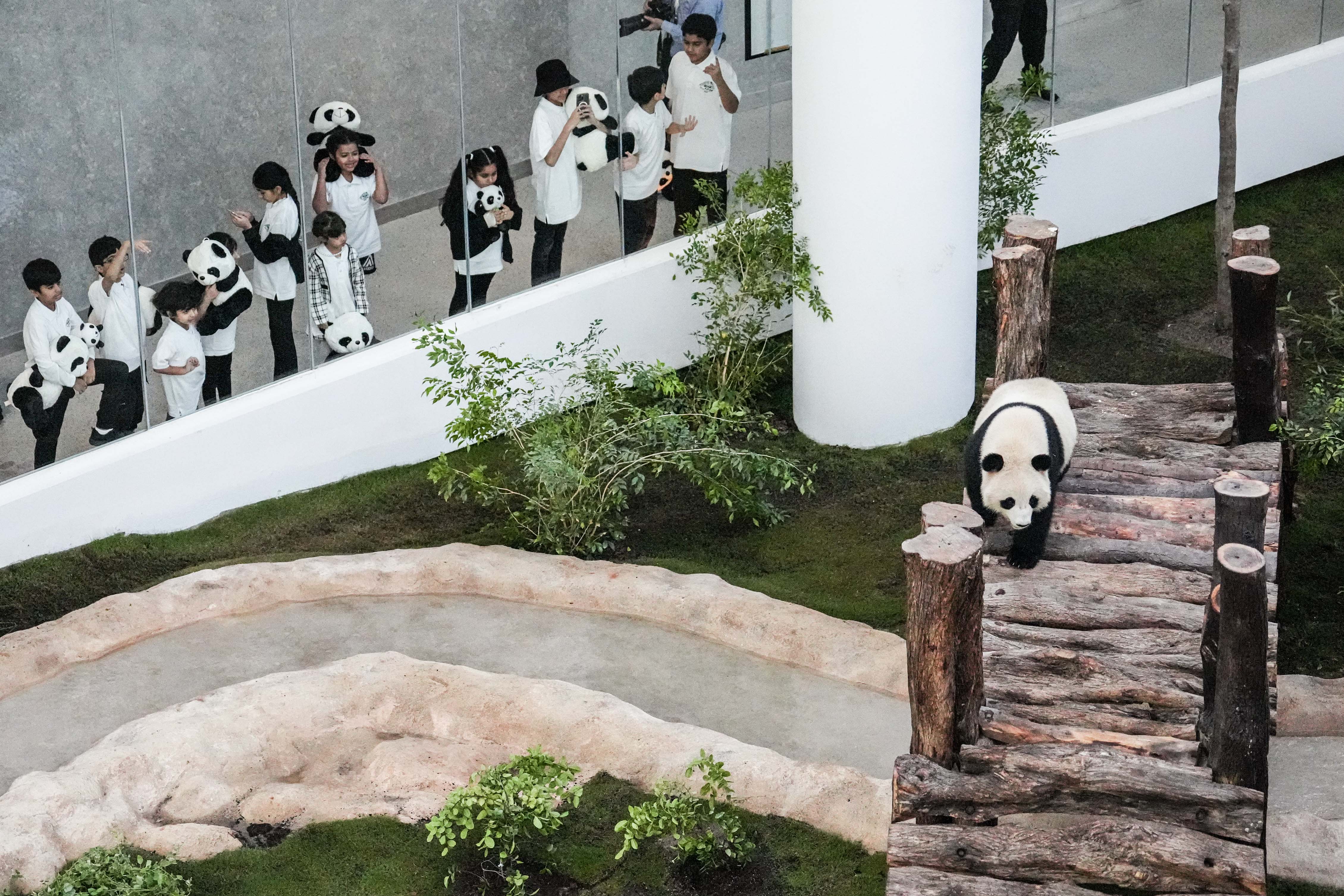 2020年首只秦岭大熊猫宝宝诞生 实现“四世同堂”_西安