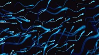 不到50年，全球男性精子数量和浓度均下降超50%，原因不明