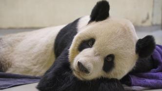 马英九悼念大熊猫“团团”：期盼两岸间能有更多“团团”