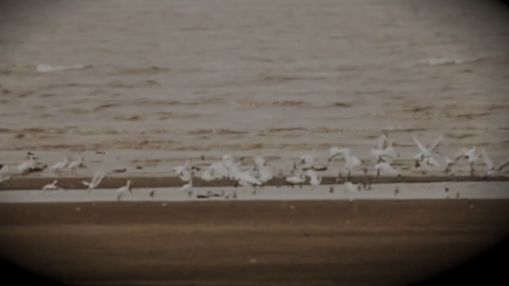 圍觀!珍稀鳥(niǎo)類(lèi)的聚會(huì)有多亮眼