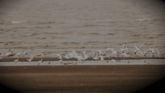 圍觀！珍稀鳥(niǎo)類的聚會(huì)有多亮眼