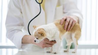 宠物行业急需36.8万名专业人才，“宠物医生”如何炼成？