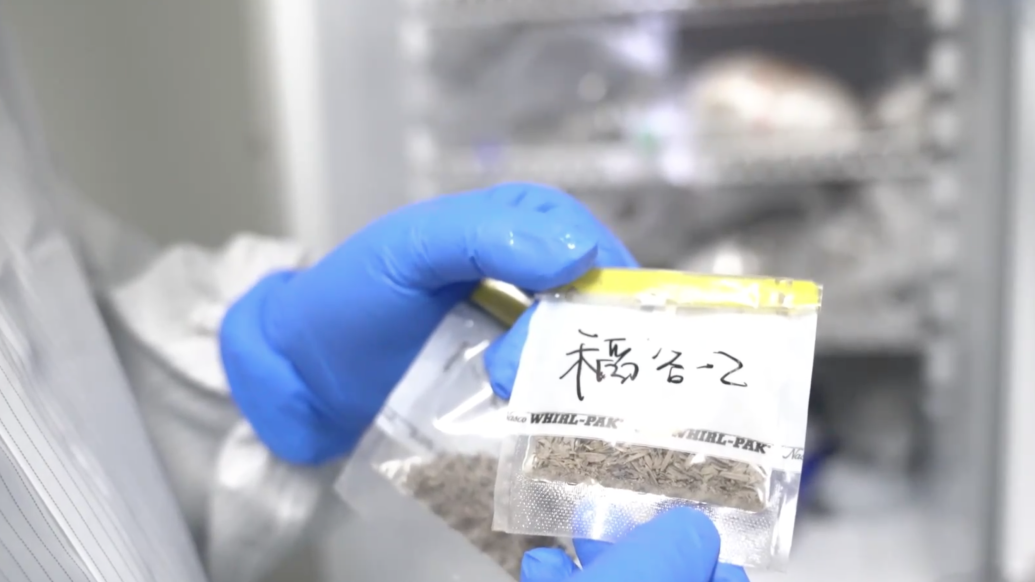 探秘百年古船出水,生物考古還原稻殼蘊藏的古船秘密