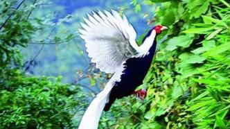 福建漳州山间拍到“白凤凰”？真实身份是国家二级保护动物白鹇