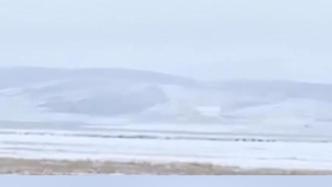 青海黄南牧民转场放牧，牛羊与风景形成美丽画卷