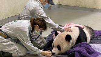 大熊猫“团团”已完成解剖，园方：待病理报告完成再对外说明