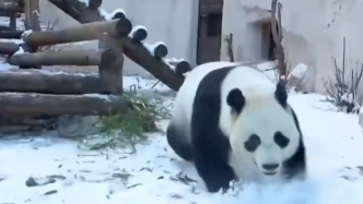 憨态可掬！旅俄大熊猫“如意”雪地撒欢打滚