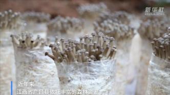 江西广昌依托森林发展林下经济，正成为强村富民的聚宝盆